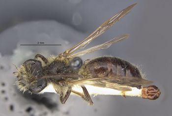 Media type: image;   Entomology 29827 Aspect: habitus dorsal view